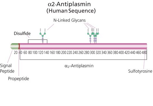 &#945;2-Antiplasmin from human plasma lyophilized powder, &#8805;5&#160;units/mg protein