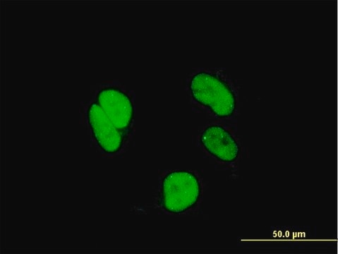 Monoclonal Anti-RAX antibody produced in mouse clone 3G8, purified immunoglobulin, buffered aqueous solution