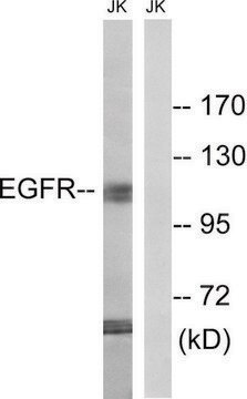 Anti-EGFR antibody produced in rabbit affinity isolated antibody