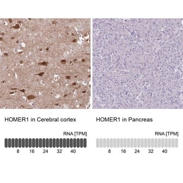 Anti-HOMER1 antibody produced in rabbit Prestige Antibodies&#174; Powered by Atlas Antibodies, affinity isolated antibody, buffered aqueous glycerol solution