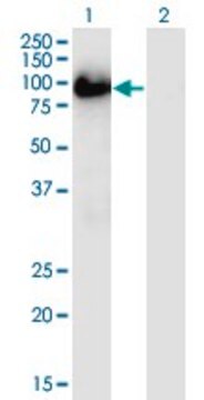 Monoclonal Anti-BAG3 antibody produced in mouse clone 5A8, ascites fluid