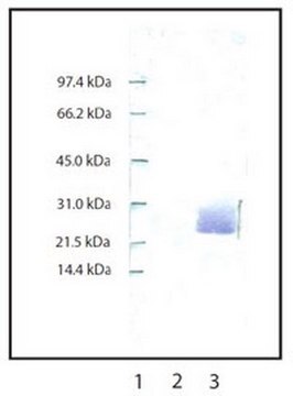 Anti-Neutrophil Elastase Rabbit pAb liquid, Calbiochem&#174;