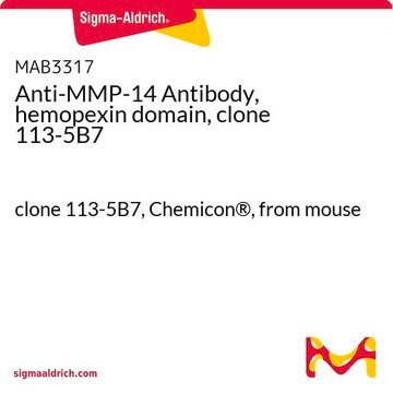 Anti-MMP-14 Antibody, hemopexin domain, clone 113-5B7 clone 113-5B7, Chemicon&#174;, from mouse