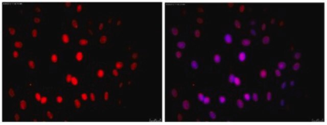 Anti-Nuclei Antibody, clone 235-1, Cy3 conjugate clone 235-1, from mouse, CY3 conjugate