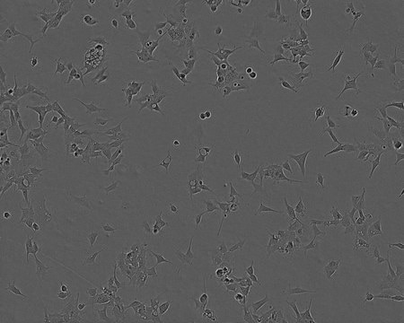 293 Cell Line human from human kidney(embryonic), 85120602