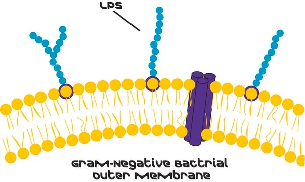 Lipopolysaccharides from Escherichia coli O127:B8 purified by phenol extraction