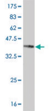 Monoclonal Anti-NR4A2 antibody produced in mouse clone 2B11, purified immunoglobulin, buffered aqueous solution