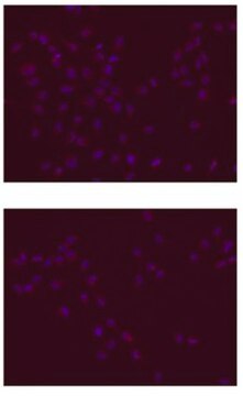 Anti-SOX-2 Antibody clone 6F1.2, Chemicon&#174;, from mouse