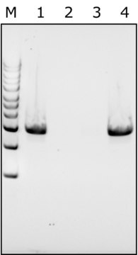 Mutanolysin from Streptomyces globisporus ATCC&nbsp;21553 free of DNA contaminants, suitable for Microbiome research, lyophilized powder, &#8805;4000&#160;units/mg protein (biuret)