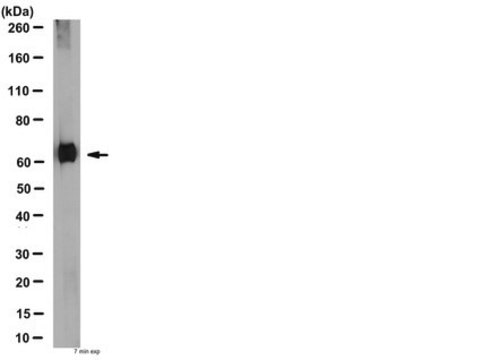 Anti-Serotonin Transporter Antibody 1&#160;mg/mL, from rabbit