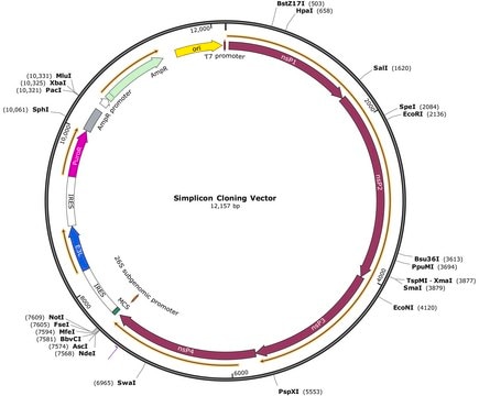 Simplicon Cloning Vector (E3L) for expression of the target gene(s) in transfected cells without the risk of genome integration