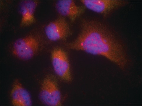 Anti-phospho-NTRK2 (pTyr515) antibody produced in rabbit affinity isolated antibody