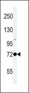 ANTI-PROX-1-S514 antibody produced in rabbit affinity isolated antibody, buffered aqueous solution