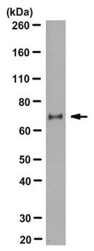 Anti-Regnase-1/Zc3h12a Antibody, clone 15D11 clone 15D11, from rat