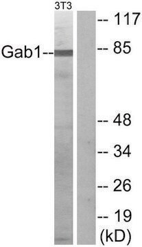 Anti-GAB1 antibody produced in rabbit affinity isolated antibody