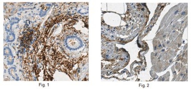 Anti-Lubricin Antibody/Proteoglycan 4, clone 9G3 clone 9G3, from mouse