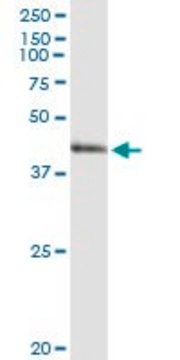 Anti-ARG2 antibody produced in rabbit purified immunoglobulin, buffered aqueous solution