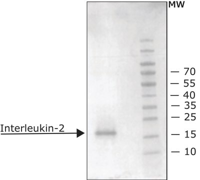 Interleukin-2 from mouse IL-2, recombinant, expressed in E. coli, carrier free