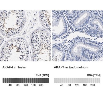 Anti-AKAP4 antibody produced in rabbit Prestige Antibodies&#174; Powered by Atlas Antibodies, affinity isolated antibody, buffered aqueous glycerol solution