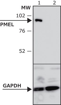 Anti-PMEL antibody produced in rabbit affinity isolated antibody, buffered aqueous solution