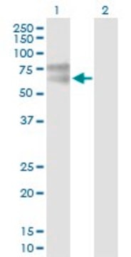 Anti-IL1R1 antibody produced in mouse purified immunoglobulin, buffered aqueous solution