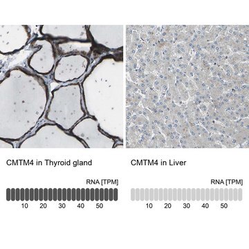 Anti-CMTM4 antibody produced in rabbit Prestige Antibodies&#174; Powered by Atlas Antibodies, affinity isolated antibody, buffered aqueous glycerol solution