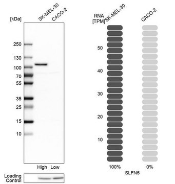 Anti-SLFN5 antibody produced in rabbit Prestige Antibodies&#174; Powered by Atlas Antibodies, affinity isolated antibody, buffered aqueous glycerol solution