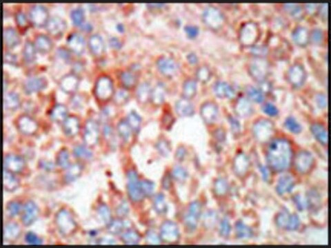 Anti-MST3 (C-term) antibody produced in rabbit IgG fraction of antiserum, buffered aqueous solution