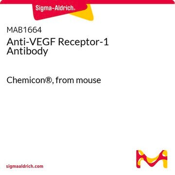 Anti-VEGF Receptor-1 Antibody Chemicon&#174;, from mouse