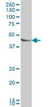 Monoclonal Anti-SMAD7 antibody produced in mouse clone 4E1, purified immunoglobulin, buffered aqueous solution