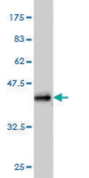 Monoclonal Anti-SCAMP3 antibody produced in mouse clone 3G4, purified immunoglobulin, buffered aqueous solution