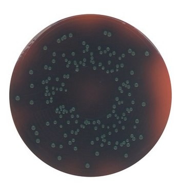 GranuCult&#174; PALCAM agar (Base) pkg of 500&#160;g, according to FDA (BAM), ISO 11290, for Listeria spp.