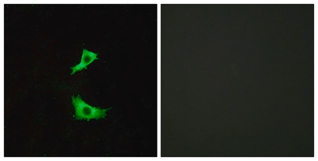 Anti-FFAR3 antibody produced in rabbit affinity isolated antibody