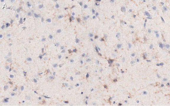 Anti-NG2 Antibody, clone 132.38 ZooMAb&#174; Mouse Monoclonal recombinant, expressed in HEK 293 cells