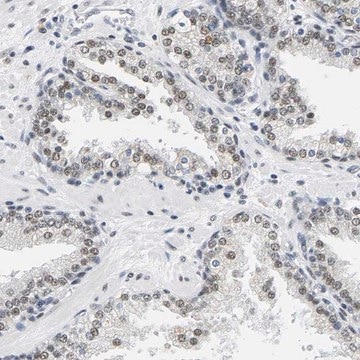 Anti-ATF2 antibody produced in rabbit Prestige Antibodies&#174; Powered by Atlas Antibodies, affinity isolated antibody, buffered aqueous glycerol solution