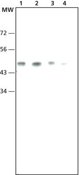 Monoclonal Anti-AP2 antibody produced in mouse ~1.0&#160;mg/mL, clone A6/2/2, purified immunoglobulin, buffered aqueous solution