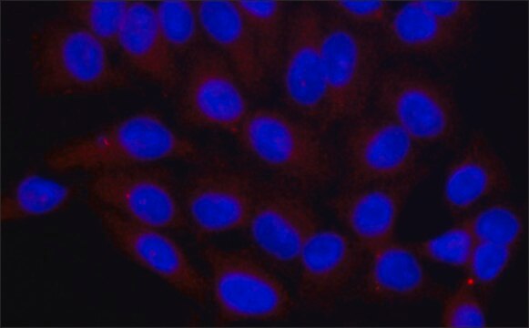 Anti-ALIX (C-terminal) antibody produced in rabbit ~1.0&#160;mg/mL, affinity isolated antibody