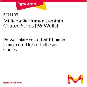 Millicoat&#174; Human Laminin Coated Strips (96-Wells) 96-well plate coated with human laminin used for cell adhesion studies.