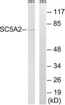 Anti-SLC5A2 antibody produced in rabbit affinity isolated antibody