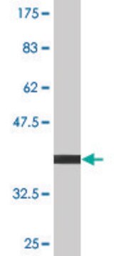 Monoclonal Anti-CART antibody produced in mouse clone 3E4, purified immunoglobulin, buffered aqueous solution