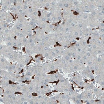 Monoclonal Anti-CD68 antibody produced in mouse Prestige Antibodies&#174; Powered by Atlas Antibodies, clone CL1338, purified immunoglobulin, buffered aqueous glycerol solution