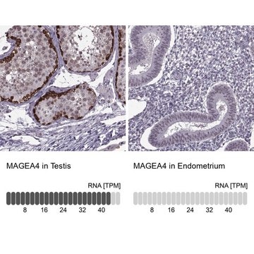 Anti-MAGEA4 antibody produced in rabbit Prestige Antibodies&#174; Powered by Atlas Antibodies, affinity isolated antibody, buffered aqueous glycerol solution