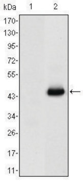 Monoclonal Anti-CEACAM5 antibody produced in mouse clone 3G12, ascites fluid