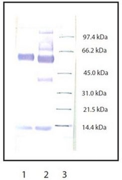 Anti-Myeloperoxidase Rabbit pAb liquid, Calbiochem&#174;