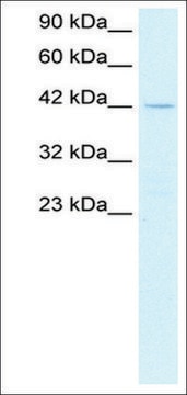 Anti-PTF1A antibody produced in rabbit IgG fraction of antiserum