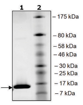 BRD4 (49-170) His tag human recombinant, expressed in E. coli, &#8805;90% (SDS-PAGE)