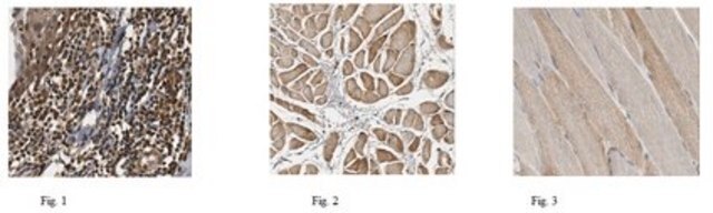 Anti-PDL-1/CD274 Antibody, clone 3F2.1 clone 3F2.1, 1&#160;mg/mL, from mouse