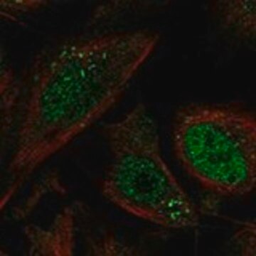 Anti-MCOLN1 antibody produced in rabbit Prestige Antibodies&#174; Powered by Atlas Antibodies, affinity isolated antibody, buffered aqueous glycerol solution