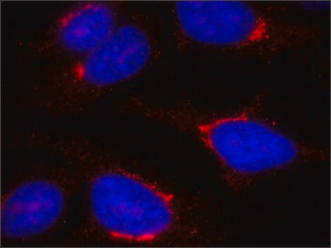 Anti-TGN46 antibody, Mouse monoclonal clone TGN46-8, purified from hybridoma cell culture