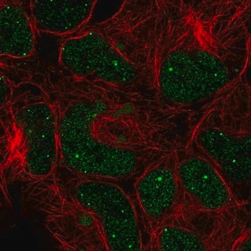 Anti-GON4L antibody produced in rabbit Prestige Antibodies&#174; Powered by Atlas Antibodies, affinity isolated antibody